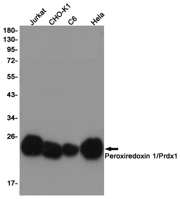 Western blot detection of Peroxiredoxin 1/Prdx1 in Jurkat,CHO-K1,C6,Hela cell lysates using Peroxiredoxin 1/Prdx1 (6A6) Mouse mAb(1:1000 diluted).Predicted band size:21KDa.Observed band size:21KDa.