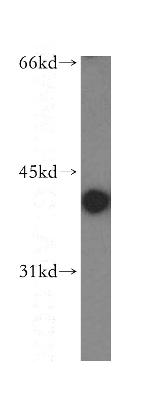 HepG2 cells were subjected to SDS PAGE followed by western blot with Catalog No:109803(KRT19-specific antibody) at dilution of 1:400