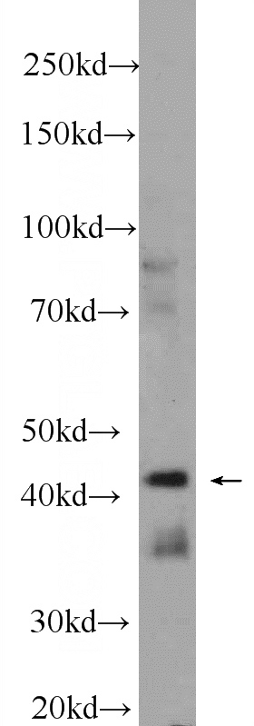 fetal human brain tissue were subjected to SDS PAGE followed by western blot with Catalog No:111638(IIP45 Antibody) at dilution of 1:600