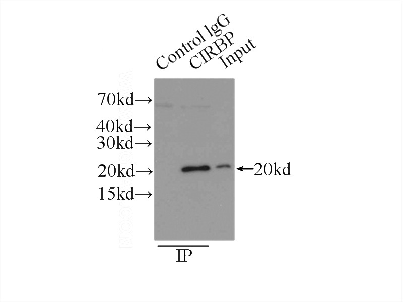 IP Result of anti-CIRBP (IP:Catalog No:109319, 3ug; Detection:Catalog No:109319 1:500) with HepG2 cells lysate 6000ug.