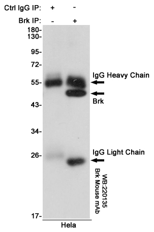 Immunoprecipitation analysis of Hela cell lysates using Brk mouse mAb.