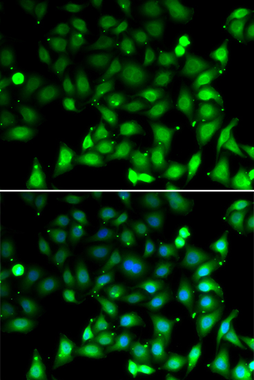 Immunofluorescence - RAE1 Polyclonal Antibody 