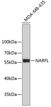 Western blot - NARFL Polyclonal Antibody 