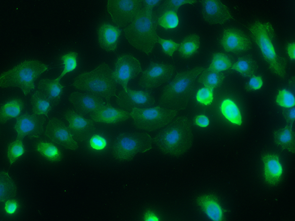 SPARCL1 / MAST9 Antibody, Mouse MAb, Immunofluorescence