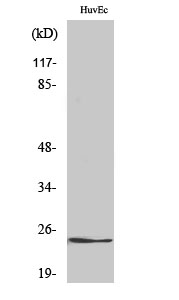 Fig1: Western Blot analysis of various cells using KDEL Receptor 2 Polyclonal Antibody diluted at 1: 1000