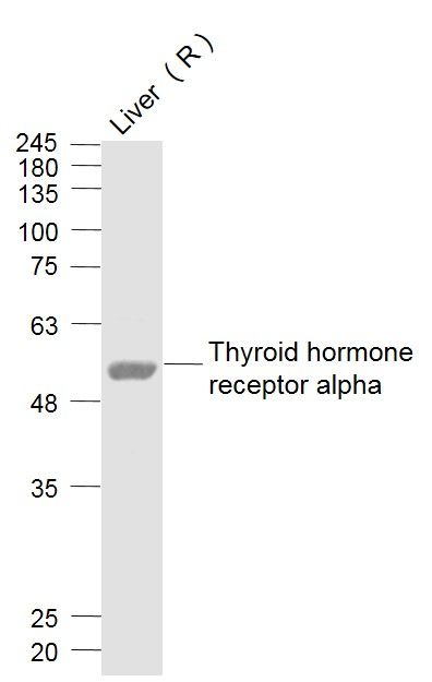 Fig1: Sample:; Liver (Rat) Lysate at 40 ug; Primary: Anti- Thyroid hormone receptor alpha at 1/500 dilution; Secondary: IRDye800CW Goat Anti-Rabbit IgG at 1/20000 dilution; Predicted band size: 55 kD; Observed band size: 55 kD
