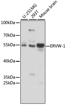 Western blot - ERVW-1 Polyclonal Antibody 