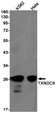 Western blot detection of TXNDC9 in K562,Hela cell lysates using TXNDC9 Rabbit pAb(1:1000 diluted).Predicted band size:27kDa.Observed band size:27kDa.