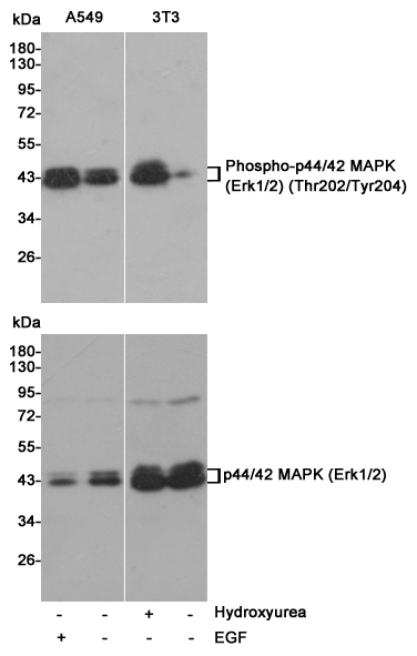 Western blot analysis of Phospho-p44/42 MAPK (Erk1/2) (Thr202/Tyr204) from EGF-treated A549 cells and Hydroxyurea-treated NIH/3T3 cells, using Phospho-p44/42 MAPK (Erk1/2) (Thr202/Tyr204) Rabbit pAb (166694,1:1000 diluted,upper) and p44/42 MAPK (Erk1/2) Mouse mAb (201246-4F3,1:1000 diluted,lower).