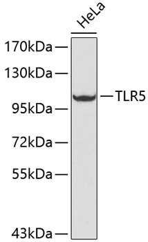 Western blot - TLR5 Polyclonal Antibody 