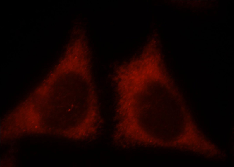 Immunofluorescent analysis of HepG2 cells, using KIR2DS4 antibody Catalog No:112061 at 1:25 dilution and Rhodamine-labeled goat anti-rabbit IgG (red).