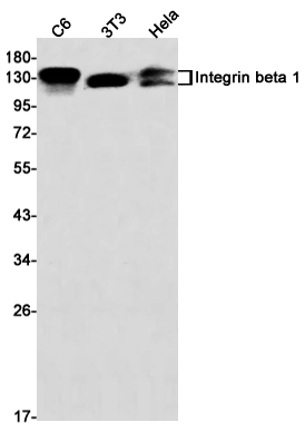 Western blot detection of Integrin beta 1 in C6,3T3,Hela cell lysates using Integrin beta 1 Rabbit mAb(1:1000 diluted).Predicted band size:88kDa.Observed band size: 120-160kDa.