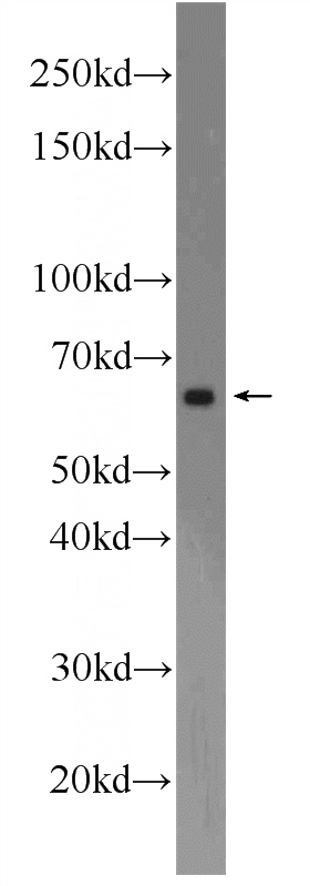 COS-7 cells were subjected to SDS PAGE followed by western blot with Catalog No:108782(C6orf182 Antibody) at dilution of 1:600