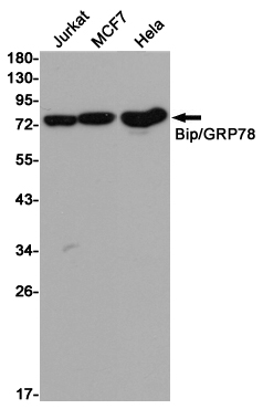 Western blot detection of Bip/GRP78 in Jurkat,MCF7,Hela cell lysates using Bip/GRP78 (9C7) Mouse mAb(1:2000 diluted).Predicted band size:78KDa.Observed band size:78KDa.