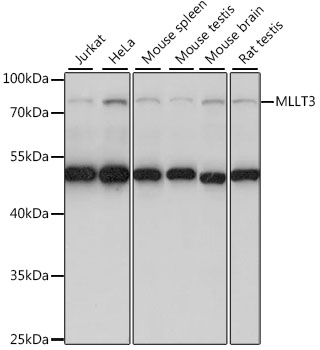 Western blot - MLLT3 Polyclonal Antibody 