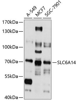 Western blot - SLC6A14 Polyclonal Antibody 