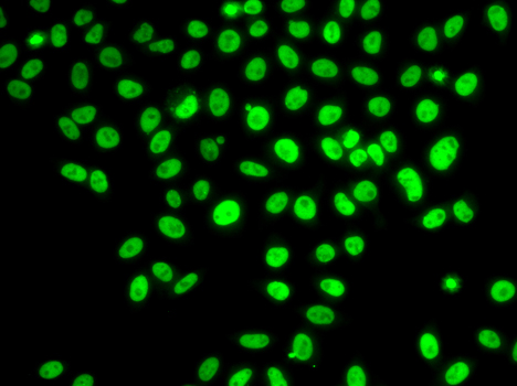 Immunofluorescence - POLD3 Polyclonal Antibody 