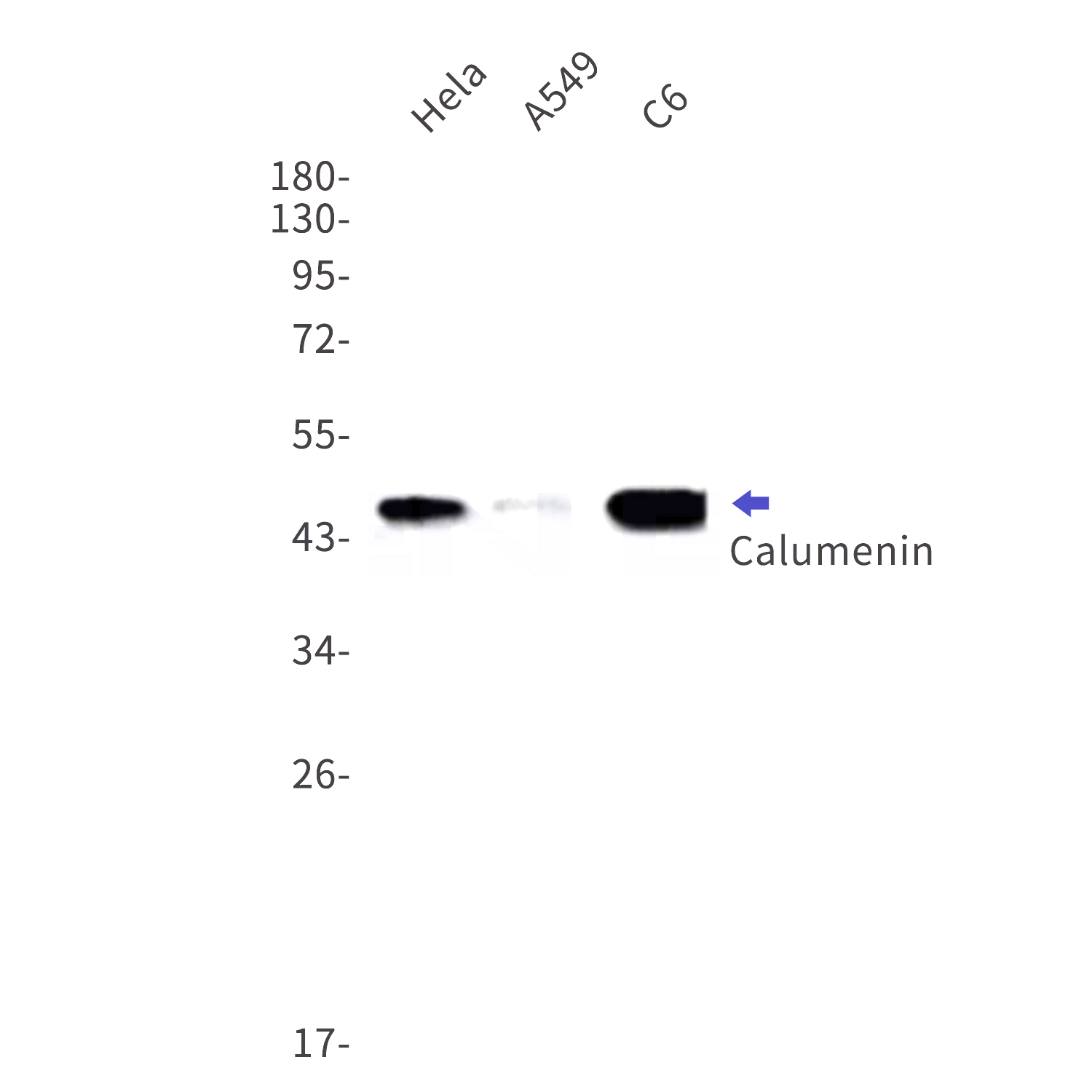 Western blot detection of Calumenin in Hela,A549,C6 cell lysates using Calumenin Rabbit mAb(1:1000 diluted).Predicted band size:37kDa.Observed band size:47kDa.