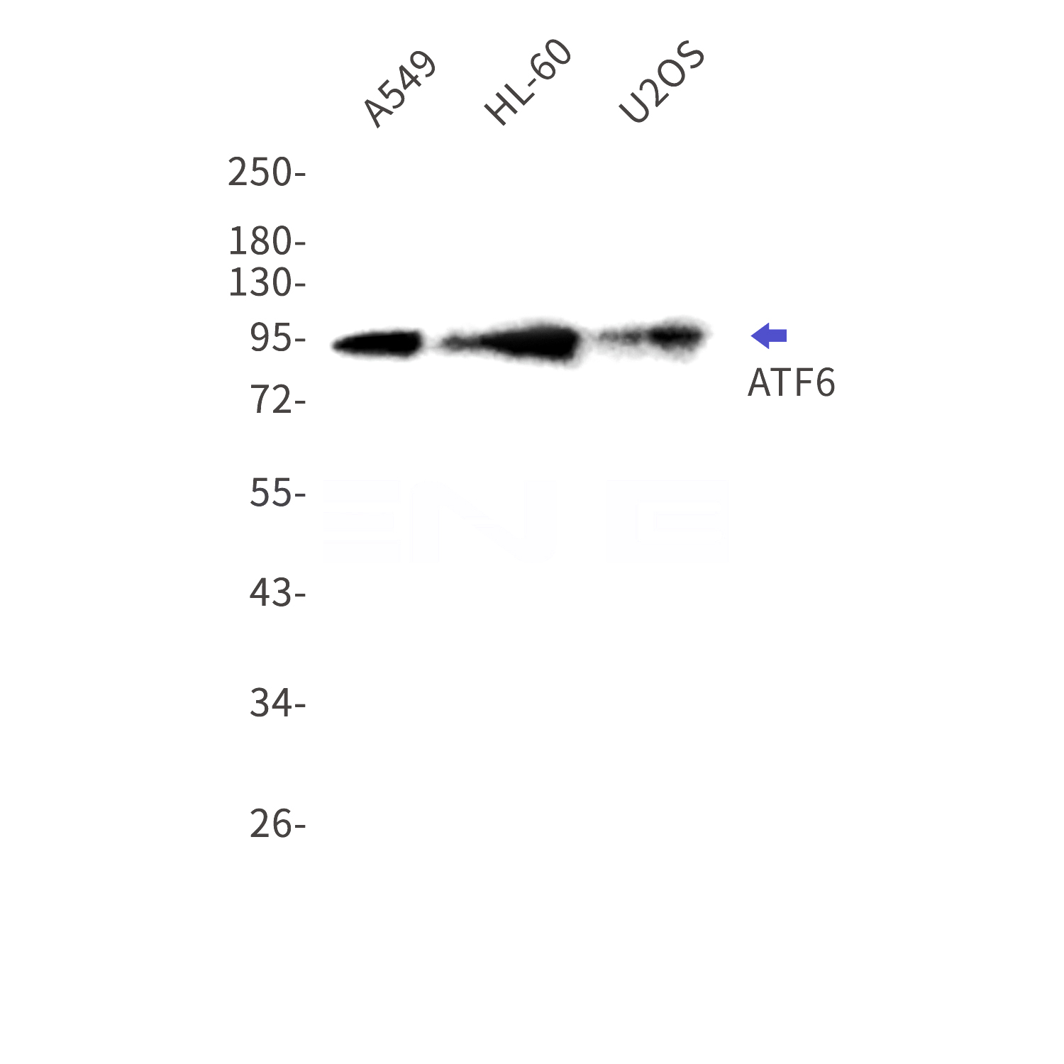 Western blot detection of ATF6 in A549,HL-60,U2OS cell lysates using ATF6 Rabbit mAb(1:1000 diluted).Predicted band size:75kDa.Observed band size:90-100kDa.