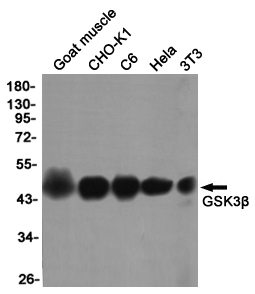 Western blot detection of GSK3β in Goat muscle,CHO-K1,C6,Hela,3T3 cell lysates using GSK3β (9F9) Mouse mAb(1:1000 diluted).Predicted band size:46KDa.Observed band size:46KDa.