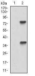 Fig2: Western blot analysis of TUBE1 on HEK293 (1) and TUBE1-hIgGFc transfected HEK293 (2) cell lysate using anti-TUBE1 antibody at 1/1,000 dilution.