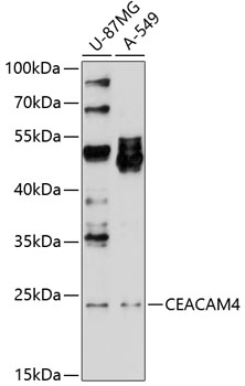 Western blot - CEACAM4 Polyclonal Antibody 