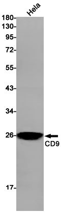 Western blot detection of CD9 in Hela cell lysates using CD9 Rabbit pAb(1:1000 diluted).Predicted band size:25kDa.Observed band size:25kDa.