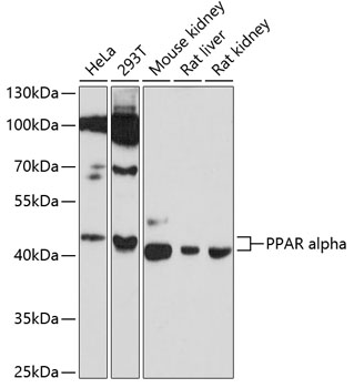 Western blot - PPAR alpha Polyclonal Antibody 