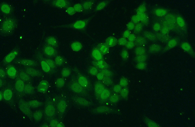 Immunofluorescent analysis of HeLa cells using Catalog No:111408(Histone H4 Antibody) at dilution of 1:50 and Alexa Fluor 488-congugated AffiniPure Goat Anti-Rabbit IgG(H+L)