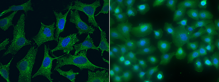 SPARCL1 / SPARC-like 1 Antibody, Mouse MAb, Immunofluorescence