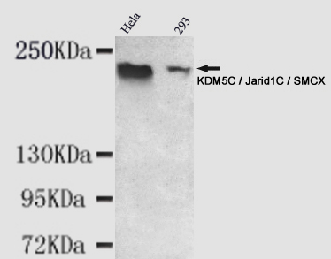 Western blot detection of KDM5C / Jarid1C / SMCX in Hela and 293 cell lysates using KDM5C / Jarid1C / SMCX mouse mAb (1:1000 diluted).Predicted band size: 176KDa.Observed band size: 220KDa.