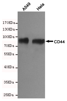 Western blot detection of CD44 in A549 and Hela cells using CD44 Mouse mAb(dilution 1:1000).Predicted band size:81kDa.Observed band size:81kDa.