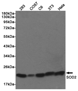 Western blot detection of SOD2 in 293, COS7, C6, 3T3 and Hela lysates using SOD2 Rabbit pAb (1:1000 diluted). Predicted band size: 25KDa. Observed band size:22KDa.