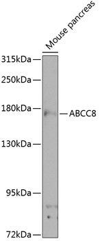 Western blot - ABCC8 Polyclonal Antibody 