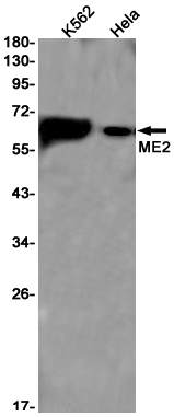 Western blot detection of ME2 in K562,Hela cell lysates using ME2 Rabbit pAb(1:1000 diluted).Predicted band size:65kDa.Observed band size:65kDa.