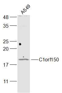 Fig1: Sample:; A549(Human) Cell Lysate at 30 ug; Primary: Anti-C1orf150 at 1/300 dilution; Secondary: IRDye800CW Goat Anti-Rabbit IgG at 1/20000 dilution; Predicted band size: 16 kD; Observed band size: 16 kD