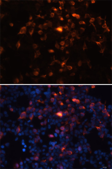 Immunofluorescence - Mouse anti DDDDK-Tag mAb 