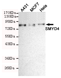 Western blot detection of SMYD4 in Hela,MCF7 and A431 cell lysates using SMYD4 mouse mAb (1:200 diluted).Predicted band size:89KDa.Observed band size:89KDa.