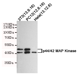 Western blot analysis of extracts from Hela,PC-12 and 3T3 cells using p44/42 MAP Kinase (Ab-202) rabbit pAb (1:1000 diluted).Predicted band size:42/44KDa.Observed band size:42/44KDa.