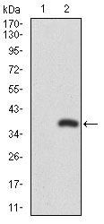 Western blot analysis using RUNX3 mAb against HEK293 (1) and RUNX3 (AA: 186-252)-hIgGFc transfected HEK293 (2) cell lysate.