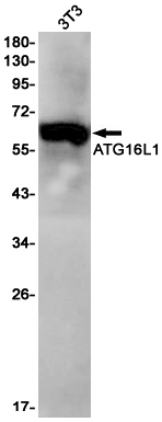 Western blot detection of ATG16L1 in 3T3 cell lysates using ATG16L1 Rabbit pAb(1:1000 diluted).Predicted band size:68kDa.Observed band size:68kDa.