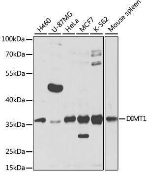 Western blot - DIMT1 Polyclonal Antibody 
