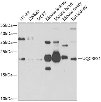 Western blot - UQCRFS1 Polyclonal Antibody 