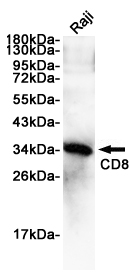 Western blot analysis of extracts from Raji cells using CD8 Rabbit pAb at 1:1000 dilution. Predicted band size: 32kDa. Observed band size: 32kDa.