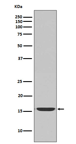 Western blot analysis of active Caspase-3 expression in Jurkat cell lysate treated with Camptothecin.