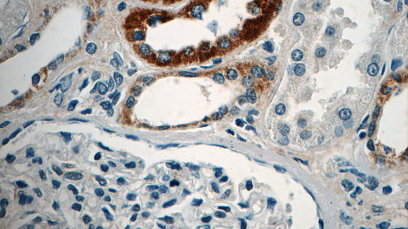 Immunohistochemistry of paraffin-embedded human kidney tissue slide using Catalog No:112372(MAF Antibody) at dilution of 1:50 (under 40x lens)