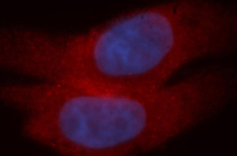Immunofluorescent analysis of HepG2 cells, using MYCBP antibody Catalog No:112915 at 1:50 dilution and Rhodamine-labeled goat anti-rabbit IgG (red). Blue pseudocolor = DAPI (fluorescent DNA dye).