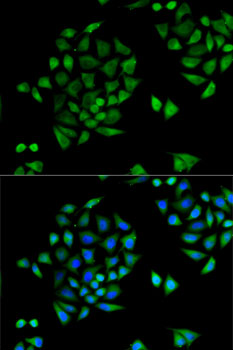 Immunofluorescence - CYP2C9 Polyclonal Antibody 