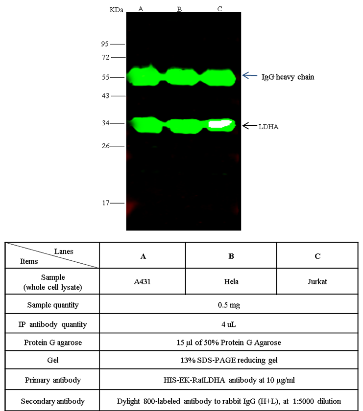 Rat LDH-A / LDHA Immunoprecipitation(IP) 14751