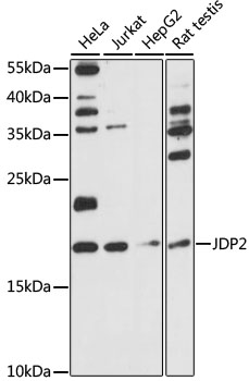 Western blot - JDP2 Polyclonal Antibody 